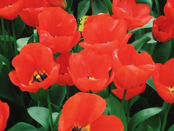 Close-up of red tulips blooming in park