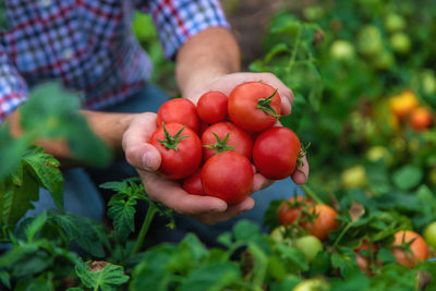 Midsection of woman picking fruit