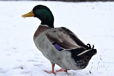View of a bird on snow