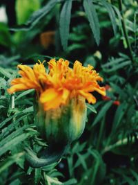 Close-up of yellow flowers blooming outdoors