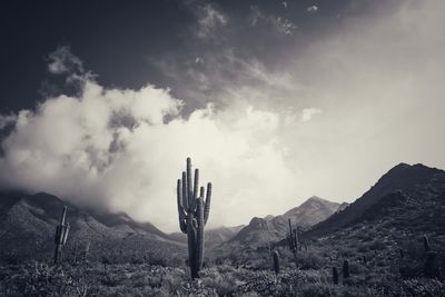 Panoramic view of cactus on mountain against sky