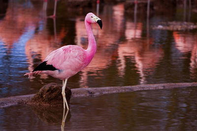 Flamingo in lake