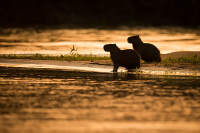 Silhouette capybaras at lakeshore during sunset