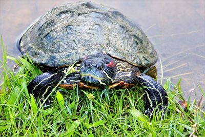 Turtle in grass