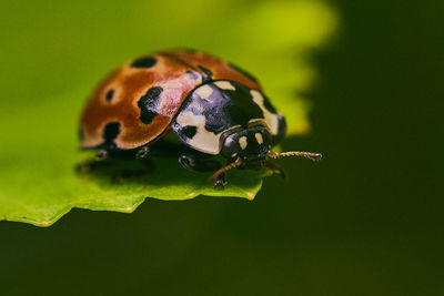 Close-up of ladybug on leaf