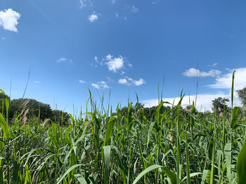 Landscape view from lopau- vienna 