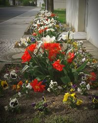 Close-up of multi colored tulips