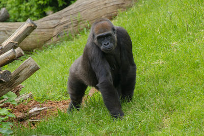 High angle view of gorilla on grassy field at zoo