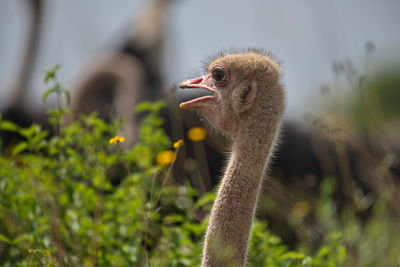 Monkey on a plant