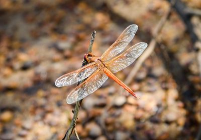 Close-up of dragonfly on plant