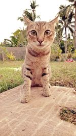 Portrait of cat sitting outdoors