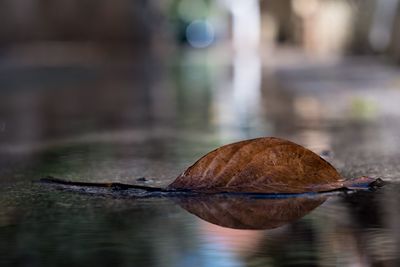 Close-up of leaf in water