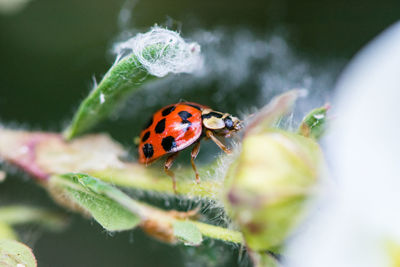 Close-up of ladybug on flower