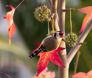 Close-up of bird perching on flower