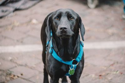 Close-up portrait of dog