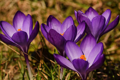 Close-up of purple crocus flowers