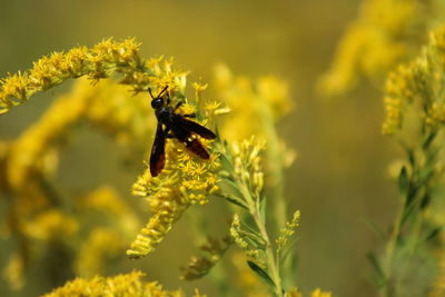 Close-up of bee on yellow flower