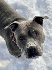 Close-up portrait of a amstaff dog