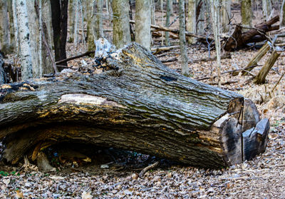 Close-up of lizard on tree trunk in forest