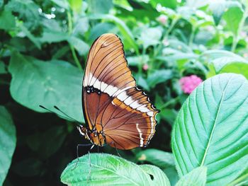 Butterfly perching on leaf