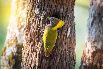 Close-up of bird perching on tree trunk