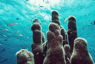 School of fish swimming undersea