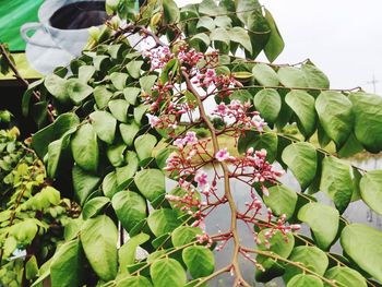 Close-up of pink flowering plant