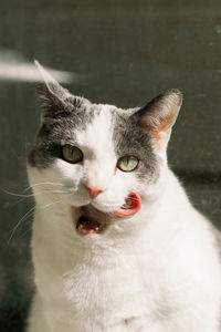Close-up portrait of white cat