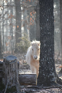 Horse in woods