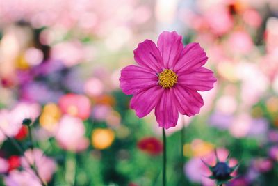 Close-up of pink flowering plant