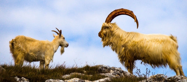 Low angle view of cashmere goats on field against sky