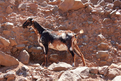 Side view of dog standing on rock