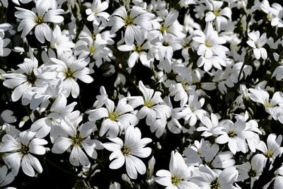 High angle view of white flowering plants