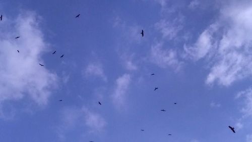 Low angle view of birds flying in sky