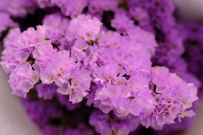 Close-up of purple flowering plants