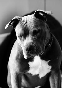 Close-up portrait of dog at home