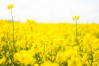 Scenic view of oilseed rape field against sky