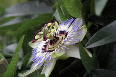 Close-up of purple flower in bloom