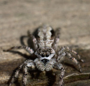 Close-up of spider