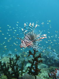 Fish swimming in sea