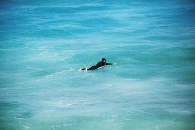 High angle view of ducks swimming in sea