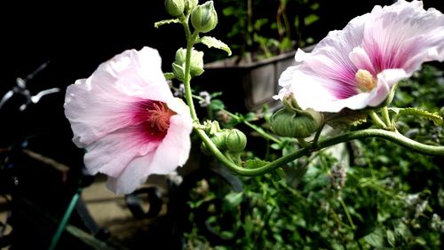 Close-up of pink flower