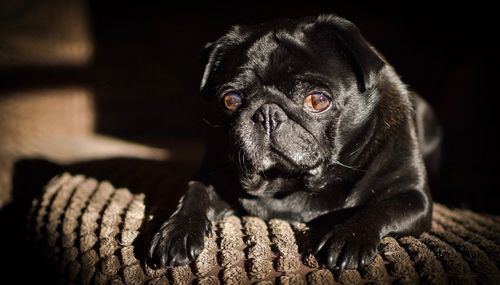 Close-up portrait of pug