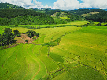 Scenic view of agricultural field