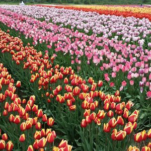 Full frame shot of red tulips blooming in field