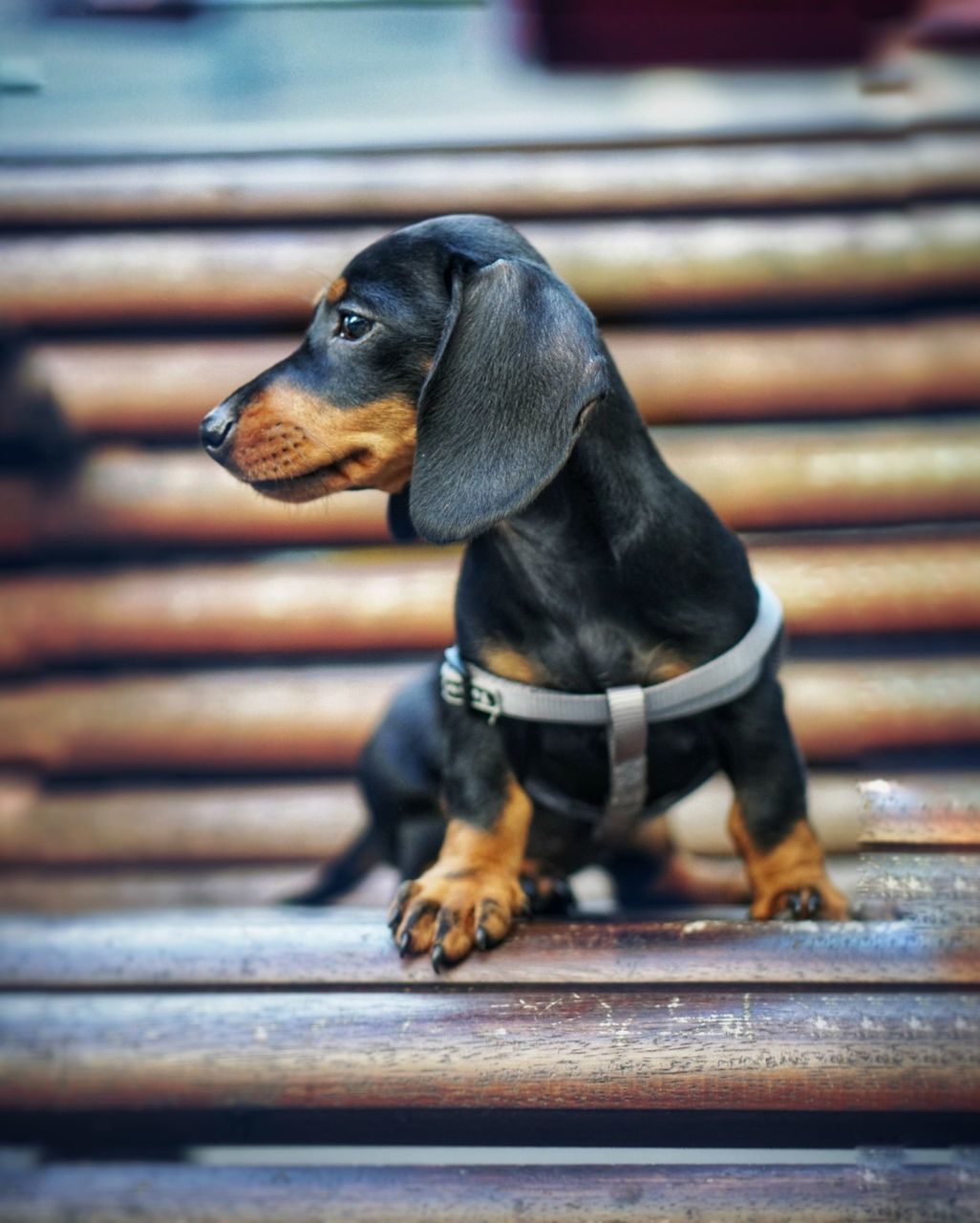 animal themes, animal, one animal, canine, dog, mammal, pet, dachshund, domestic animals, no people, blue, hound, looking, looking away, day, puppy, sitting, wood, focus on foreground