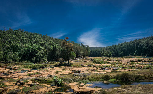 Scenic view of river in forest against sky