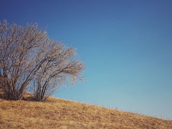 Bare tree on field against clear blue sky