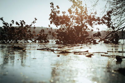 Reflection of trees in lake