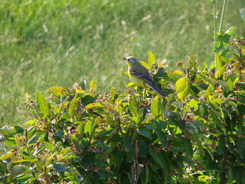 Bird perching on a plant